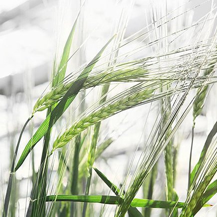 BIOEFFECT EGF aus der Gerstenpflanze