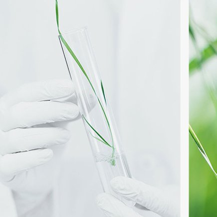 Gewinnung des BIOEFFECT EGF Proteins