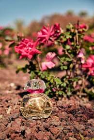 Houbigant Collection Privée Essence Rare Eau de Parfum (EdP) 100 ml