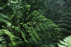 Royal Fern Phytoactive Hair Serum 50 ml