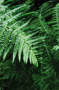 Royal Fern Phytoactive Illuminating Ampoules 15x2 ml