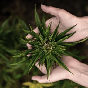 I Want You Naked Holy Hemp Body Butter Bio-Hanfsamenöl & Vitamin E 200 ml