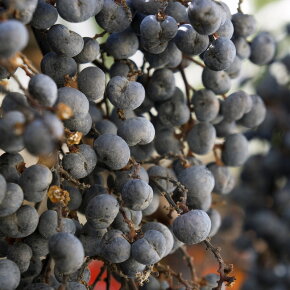 ASKYN Body Lotion Refresh 200 ml