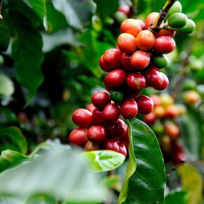 ASKYN Body Lotion Refresh 200 ml