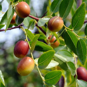 ASKYN Hand Cream Protect 75 ml