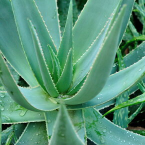 ASKYN Hand Cream Protect 75 ml