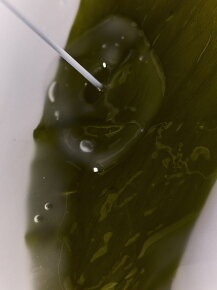 WHAMISA Algae Kelp Mask Set 5 Stk.