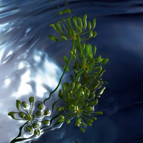 Davidoff Cool Water Reborn Eau de Toilette (EdT) 75 ml