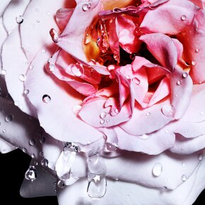 Davidoff Cool Water Woman Reborn Eau de Toilette (EdT) 50 ml