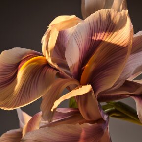 Hugo Boss Boss Bottled Parfum 50 ml