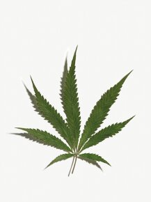 Alterna Caviar Renewing Scalp Care Hemp Leave-On Treatment 74 ml