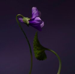 Olfactive Studio Collection Sepia Violet Shot Extrait de Parfum 100 ml