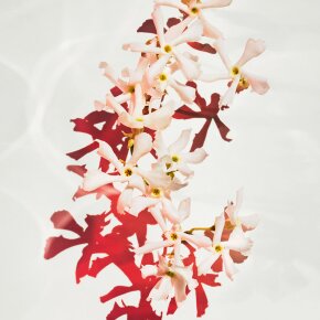 Hugo Boss Boss Alive Parfum 80 ml