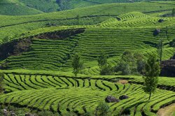 Olfactive Studio Smoky Soul Extrait de Parfum 100 ml