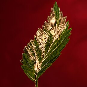 Hugo Boss Boss Alive Absolu Parfum Intense 30 ml