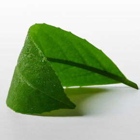 Calvin Klein CK One Essence Eau de Parfum (EdP) 100 ml