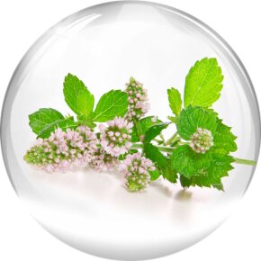 Valmont Vital B. Fluid 50 ml