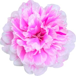 Valmont Vital 24 Hour Light Creme 50 ml