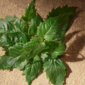 Dolce&Gabbana Devotion For Men Eau de Parfum (EdP) 100 ml