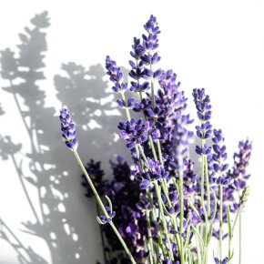 KORRES Relaxing Lavender Roll-On Duft 10 ml