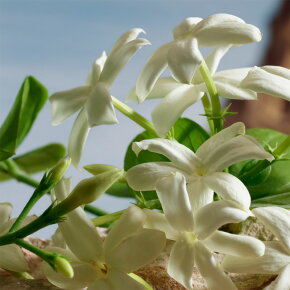 Dolce&Gabbana Q Parfum 100 ml