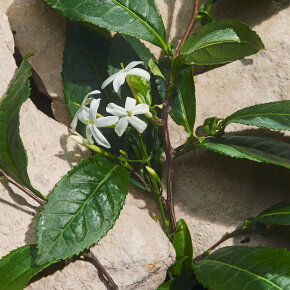 Dolce&Gabbana Light Blue Capri in Love Eau de Parfum (EdP) 100 ml