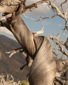 Amouage Decision Eau de Parfum (EdP) 100 ml