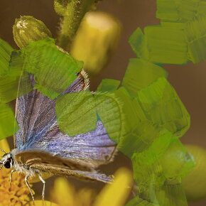 BYREDO Animalique Eau de Parfum (EdP) 50 ml