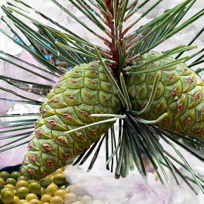 BYREDO Gypsy Water Eau de Parfum (EdP) 100 ml