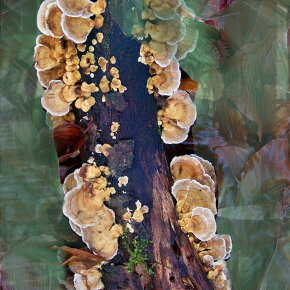 BYREDO Oud Immortel Eau de Parfum (EdP) 50 ml