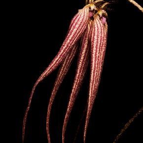 BYREDO Bal d'Afrique Absolu Eau de Parfum (EdP) 100 ml