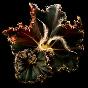 BYREDO Mojave Ghost Absolu Eau de Parfum (EdP) 100 ml