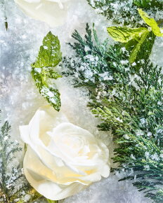 ROJA Isola Snow Parfum 50 ml