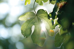 Rose et Marius Une nuit d'&eacute;t&eacute; sous les figuiers Eau de Parfum (EdP) 100 ml