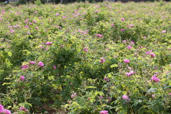 Rose et Marius Le murmure des p&eacute;tales &agrave; la roseraie Eau de Parfum (EdP) 100 ml