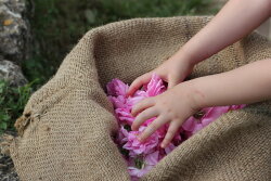 Rose et Marius La vie en roses et Marius Eau de Parfum (EdP) 100 ml