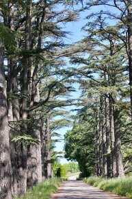 Rose et Marius L?homme qui plantait des arbres Eau de Parfum (EdP) 100 ml