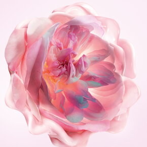 DIOR Miss Dior Rose Ritual Handcreme 50 ml
